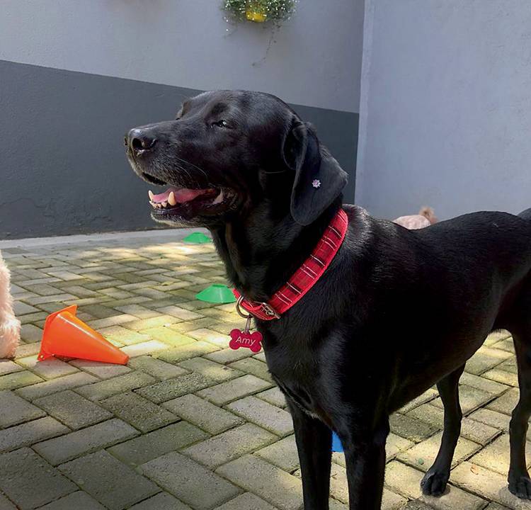 Em um quintal, uma cachorra (vira-lata com labrador) preta olha para o horizonte com a boca aberta