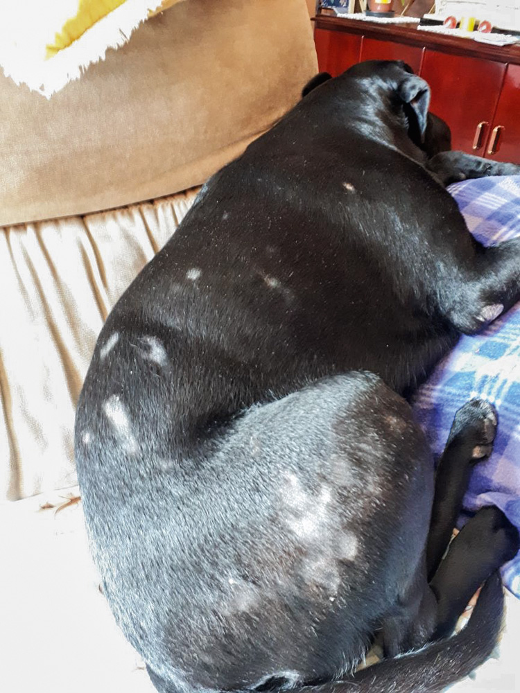 Uma cachorra (vira-lata com labrador) preta está deitada em um sofá. Em toda a parte dorsal dela, há falhas na pele, uma alergia que retira os pelos