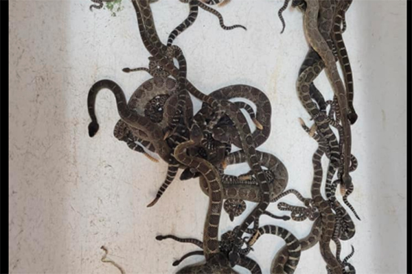 Imagem mostra recipiente quadrado cheio de cobras