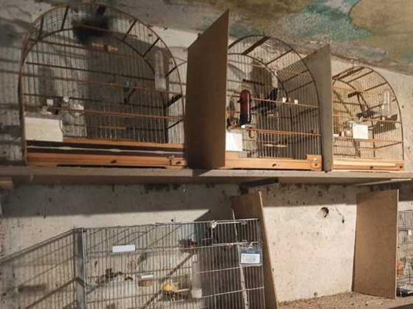 Imagem mostra série de pássaros presos em gaiolas dentro de ambiente escuro