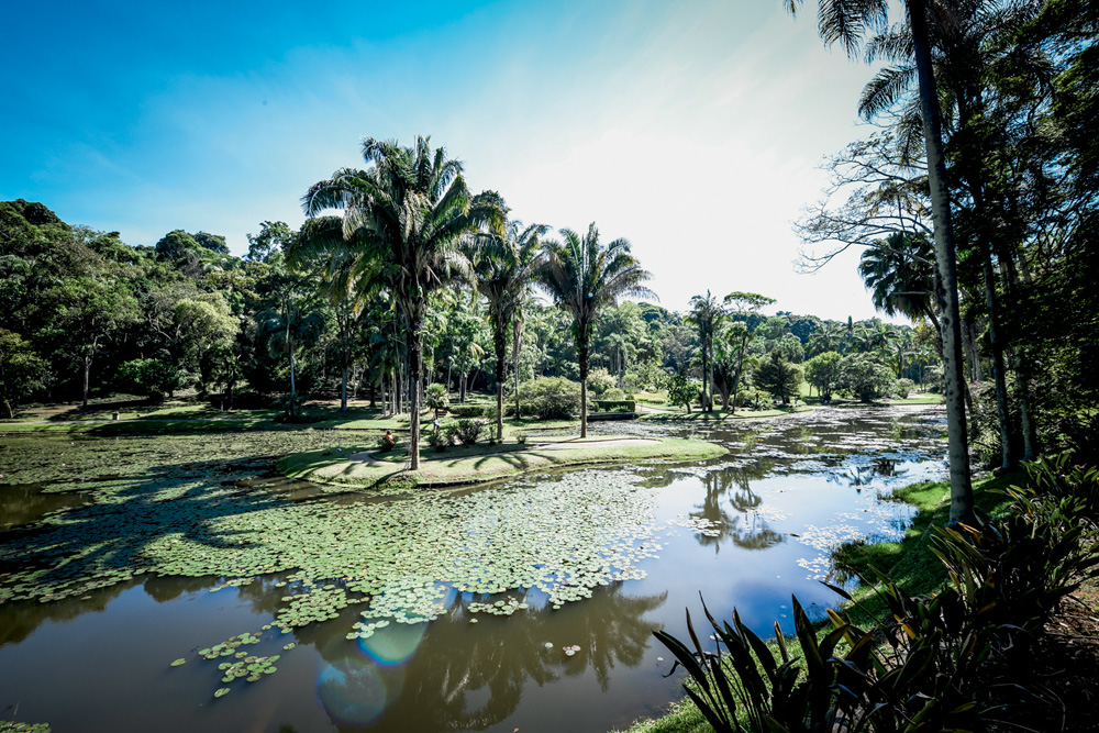 Imagem mostra lago com vitória-régias, palmeiras ao centro e uma mata na outra margem.
