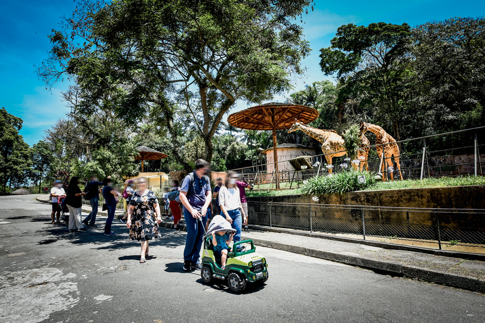 Imagem mostra grupo de visitantes andando em frente a uma seção do zoológico com 3 girafas.
