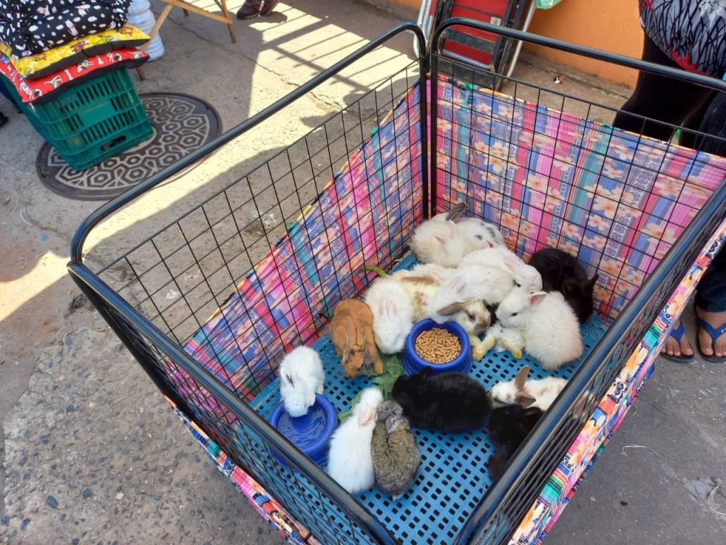 Animais resgatados de feira clandestina em Itaquera