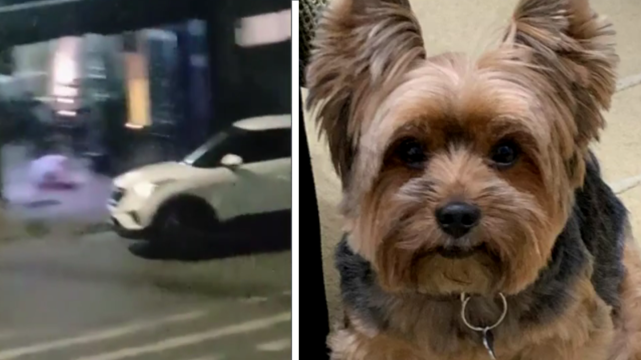 A imagem mostra duas fotos. À esquerda, um homem deitado no chão e um carro em movimento na rua. À direita, um cachorro da raça Yorkshire.