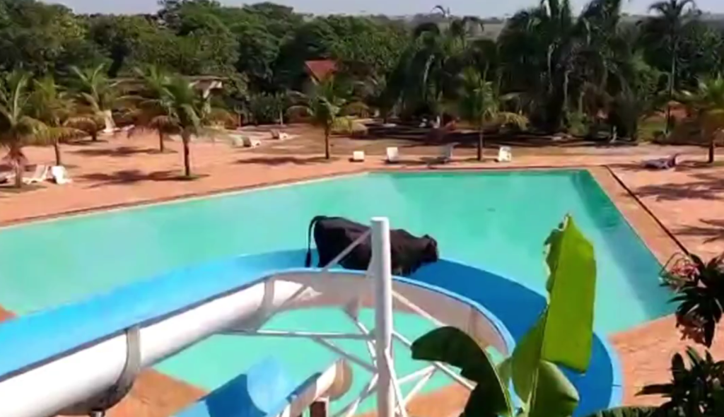 Boi que “usou” tobogã de parque aquático estava fugindo do abate