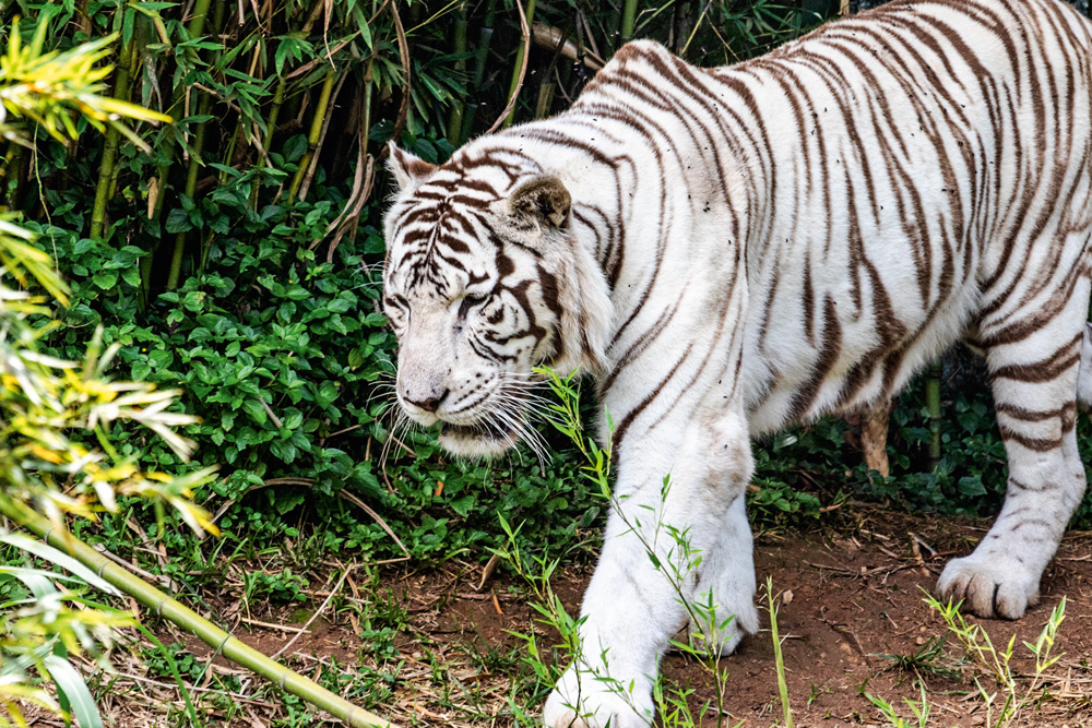 Imagem mostra tigre de bengala branco caminhando em mato.