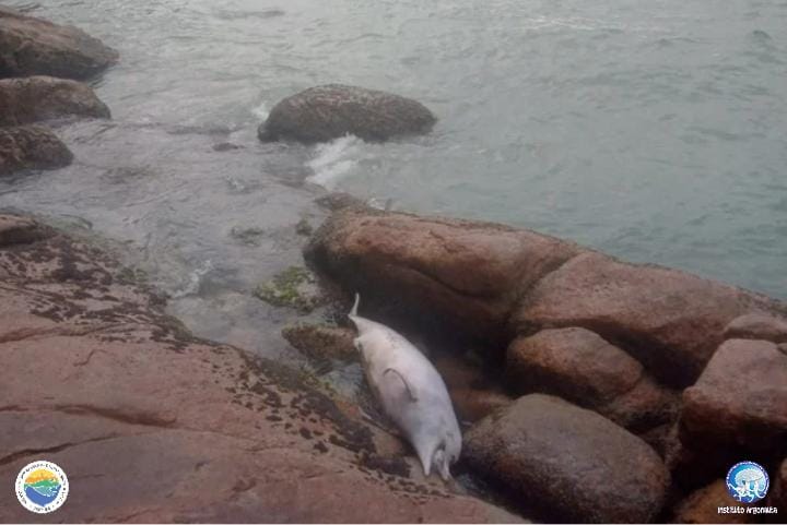 Boto-Cinza encalhado em meio a pedras de praia