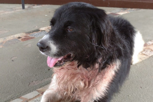 Imagem mostra cachorro preto e branco, sujo de sangue, deitado.