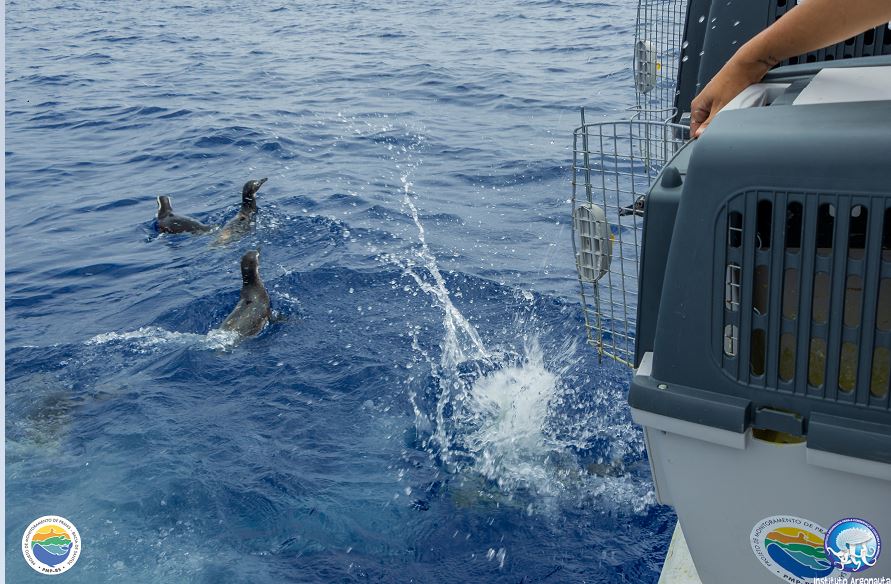 Pinguins nadando em mar