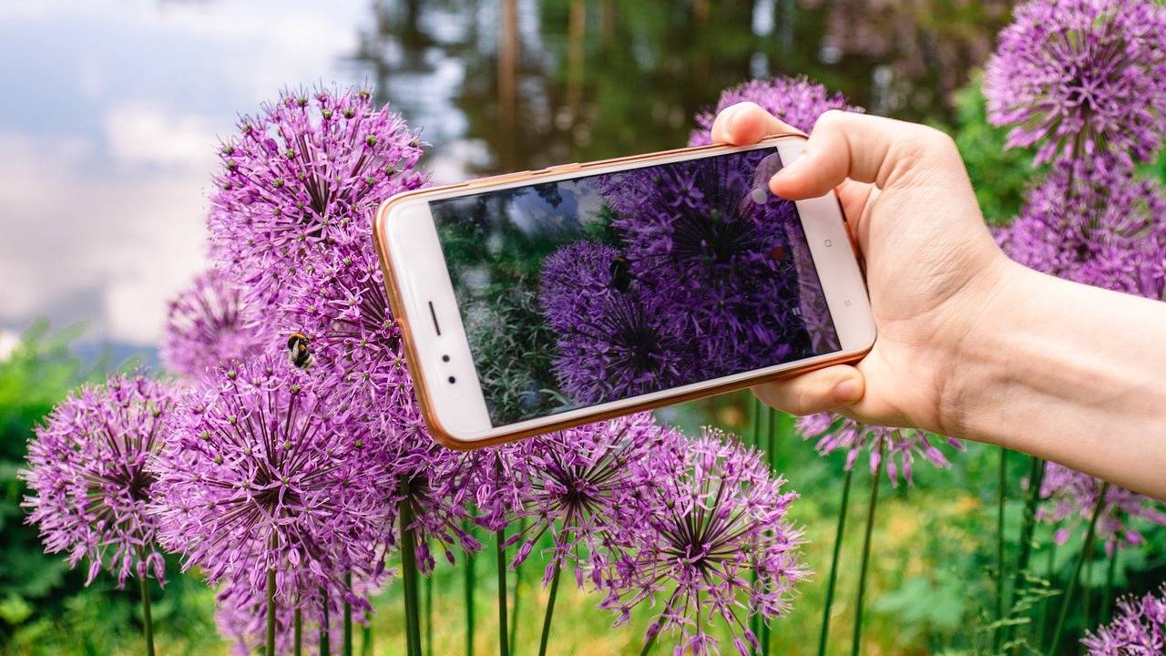 5 apps que identificam plantas por fotos