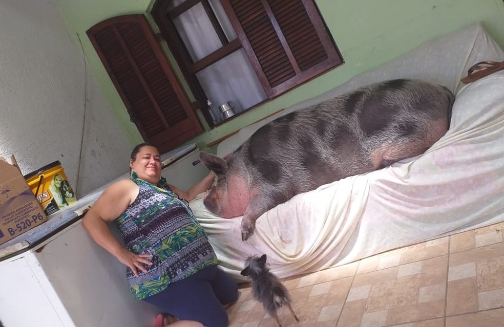 Imagem da tutora com a porca Lilica deitada no sofá