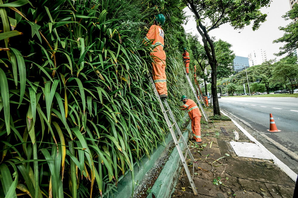 Imagem mostra homens de uniforme laranja e amarelo, em escadas, podando plantas de paredão.