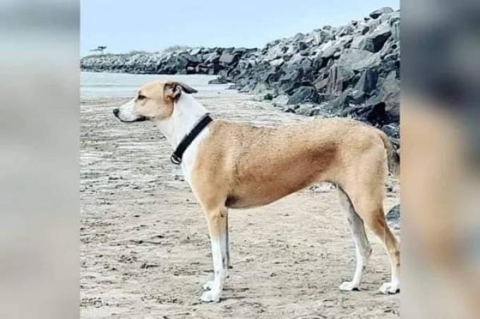 Imagem mostra cachorra na areia, em praia, de perfil. Ela é bege e branca.