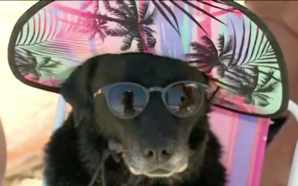 Imagem mostra cachorro vestindo óculos escuros e chapéu.
