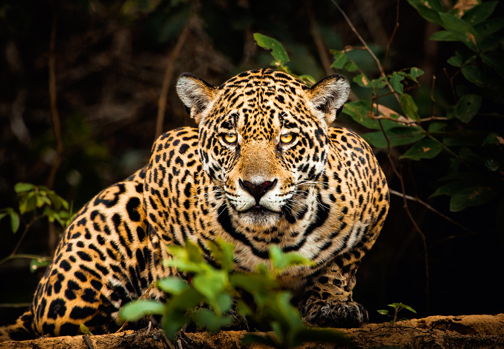 Foto de onça pintada na Amazônia.