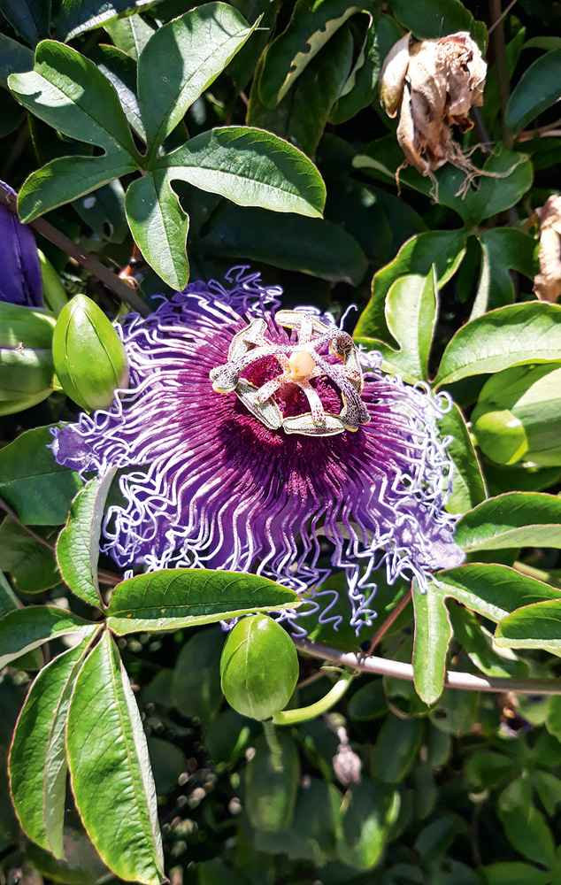 Imagem mostra flor roxa com detalhes brancos entre folhas verdes.