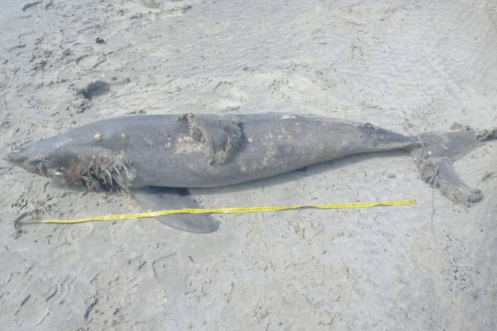 Corpo de tubarão golfinho morto