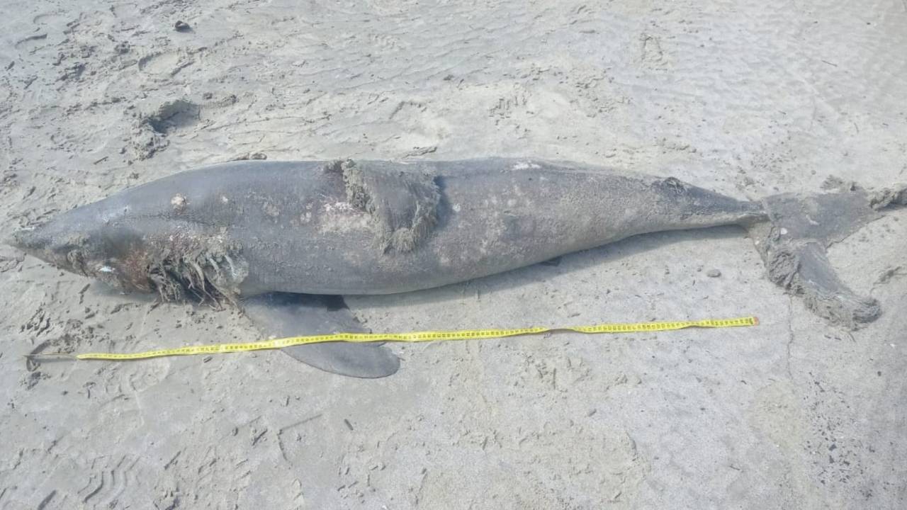 Corpo de tubarão golfinho morto