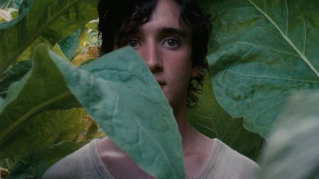 lazzarofelice Lazzaro Felice Netflix Italiano Tesouros