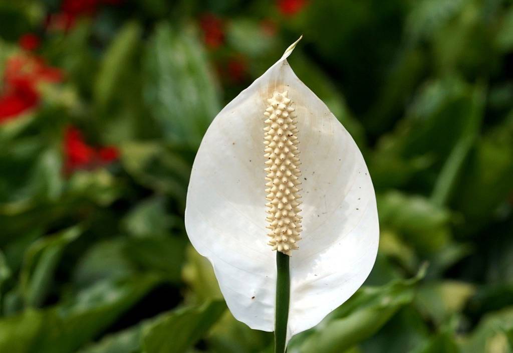 Plantas da sorte: 7 espécies para trazer dinheiro e prosperidade