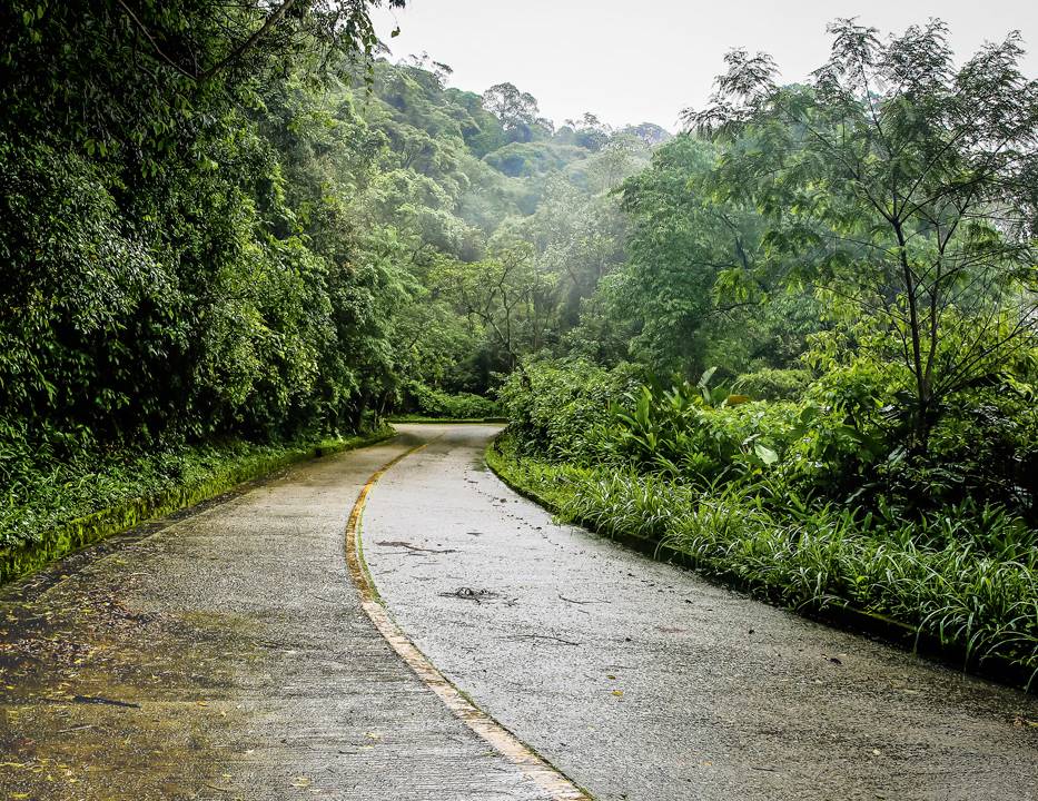 Imagem mostra rua pavimentada entre áreas verdes de floresta