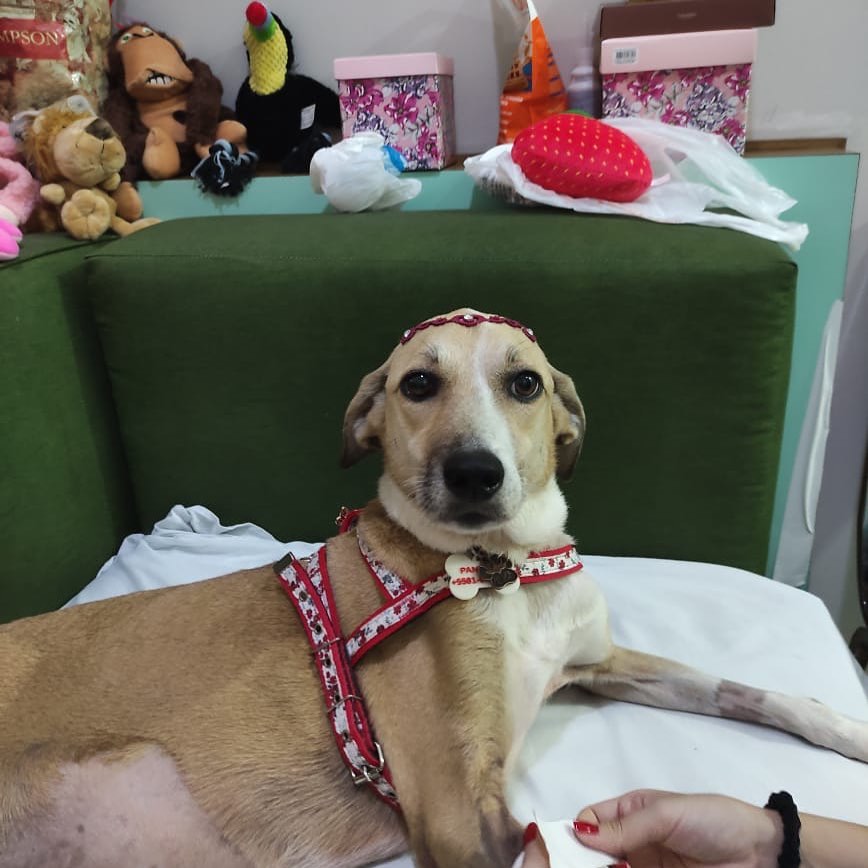 Justiça condena aeroporto e GOL a pagarem tratamento da cachorra Pandora