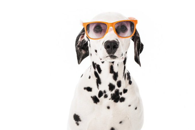 Imagem mostra cachorro branco com pintas pretas vestindo um óculos escuros laranja. Um fundo branco atrás.