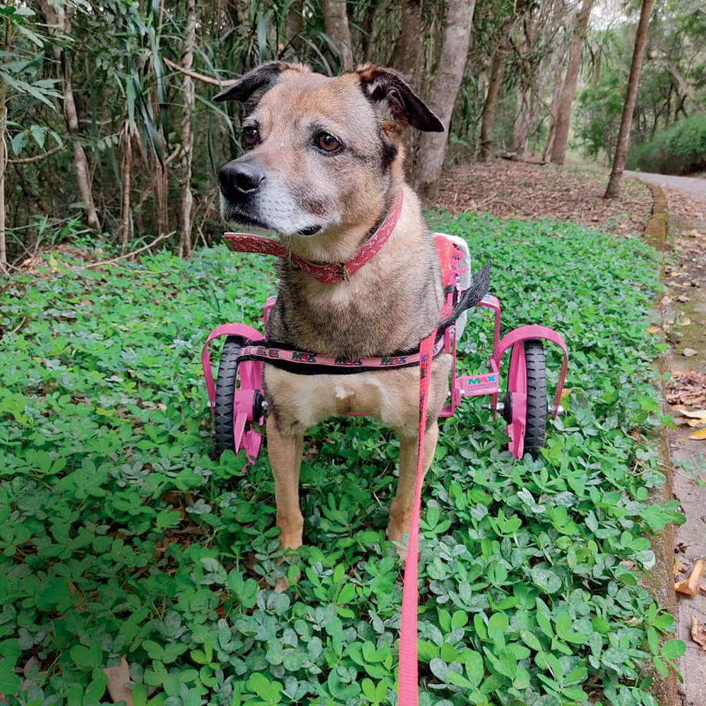 Cão de pelos amarronzados com rodinhas traseiras rosa em gramado.