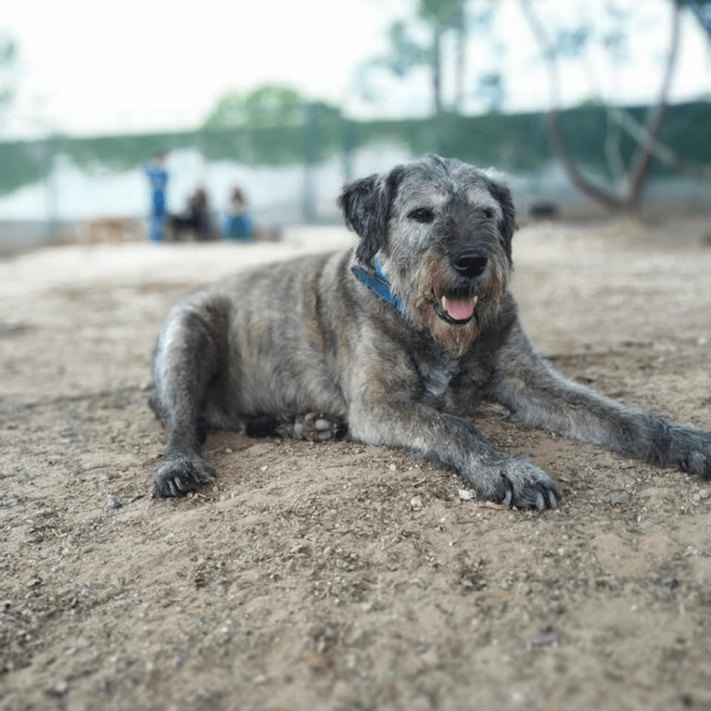 Cachorro de pelo cinza aparece deitado em área aberta.