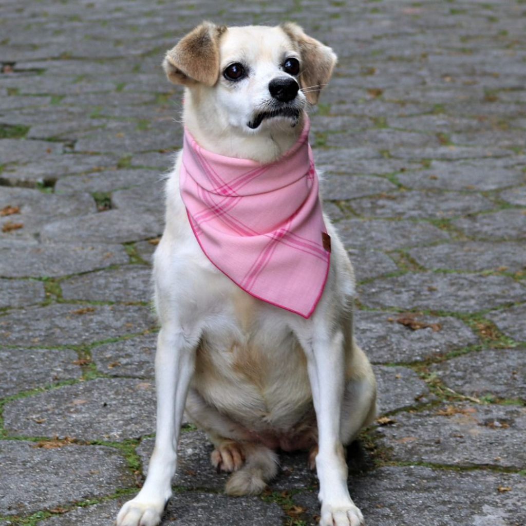 Cachorro de pelos brancos aparece sentado com lenço rosa no pescoço.