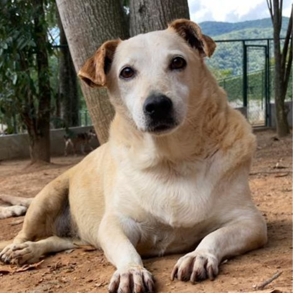 Cachorro de pelos brancos aparece deitado em terreno.