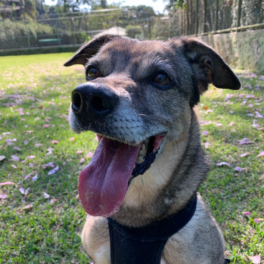 Cachorro de pelos mistos em gramado aparece de língua de fora.