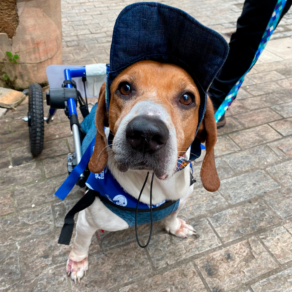 Foto exibe cachorro com boné e rodinhas traseiras olhando para a câmera.