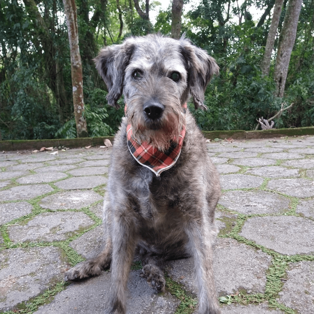 Cachorro de pelo cinza aparece sentado em área aberta.