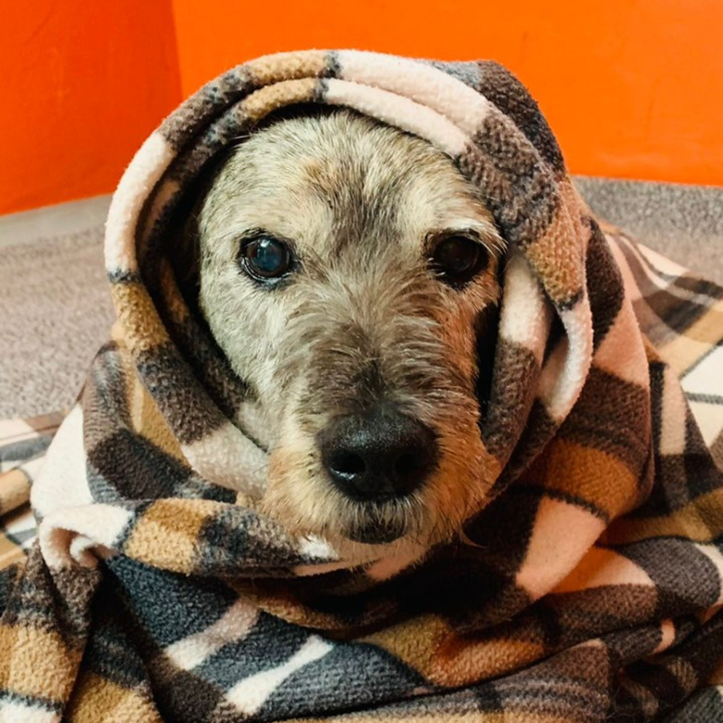 Cachorrinho de pelos acinzentados aparece coberto por cobertor quadriculado.