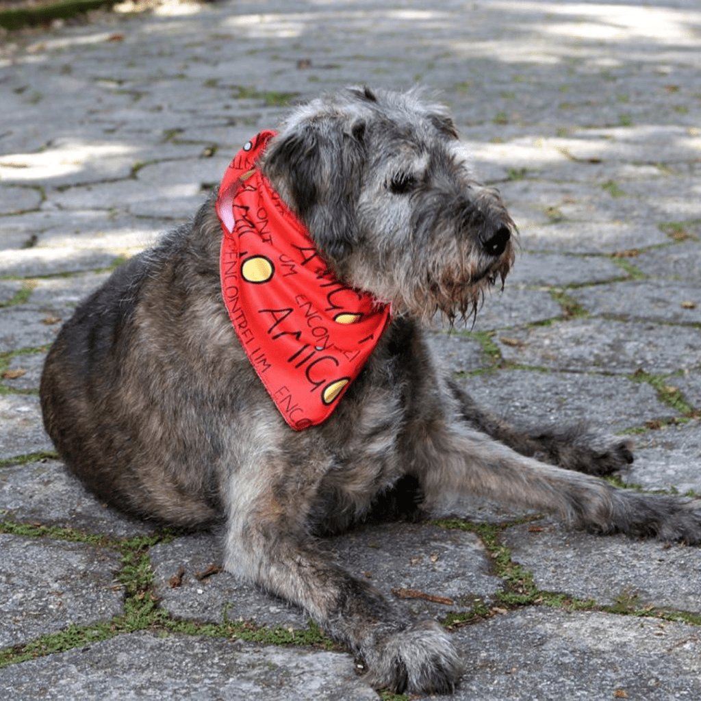 Cachorro de pelo cinza aparece deitado com lenço vermelho no pescoço.