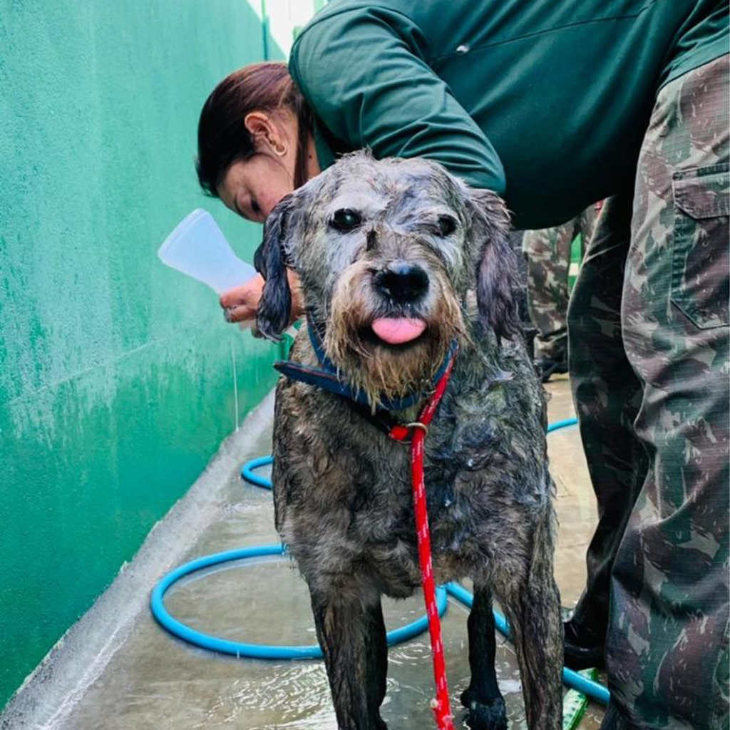 Cachorro de pelos acinzentados mostra a língua enquanto toma banho de mangueira.