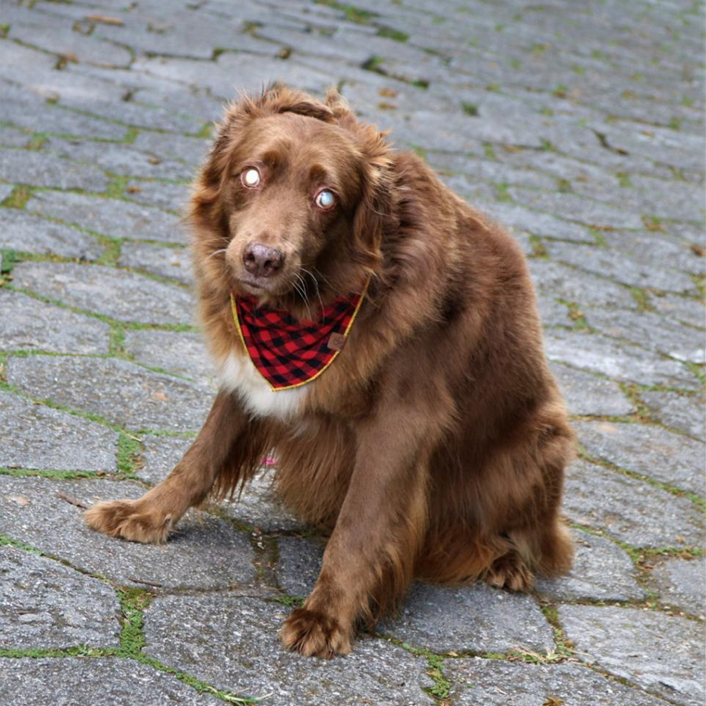 Cachorro de pelos marrons aparece sentado em asfalto.