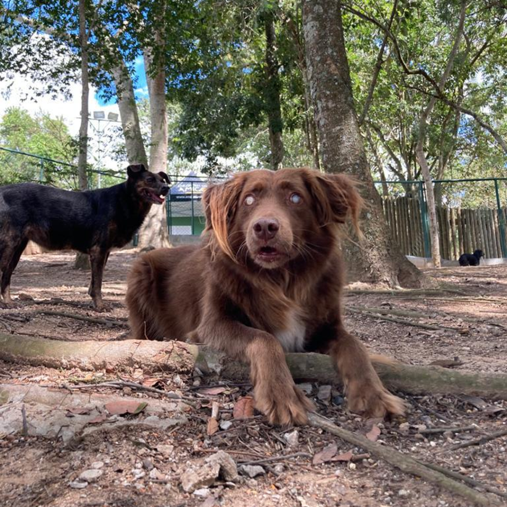 Cachorro de pelos marrons aparece sentado em jardim de terra.