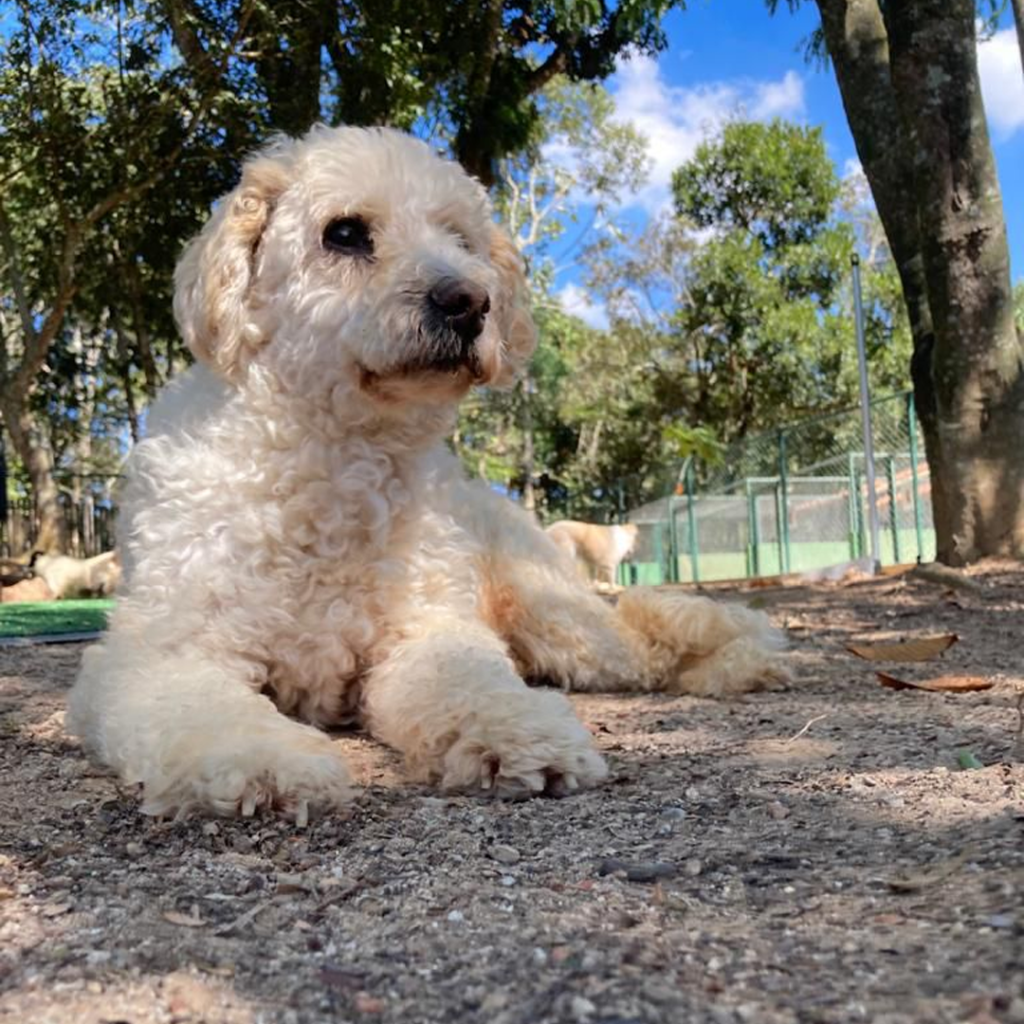 Cachorro de pelos brancos, tipo um poodle, aparece deitado no asfalto com árvores ao fundo.