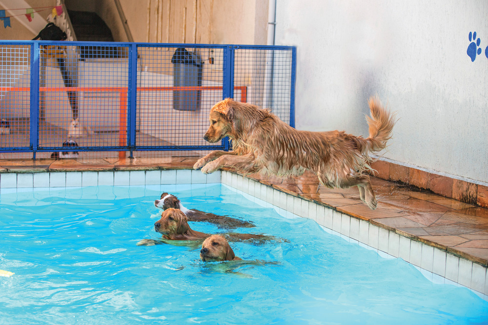 Um cachorro pula em uma piscina enquanto outros três nadam no canto. Todos são da raça Golden Retriever