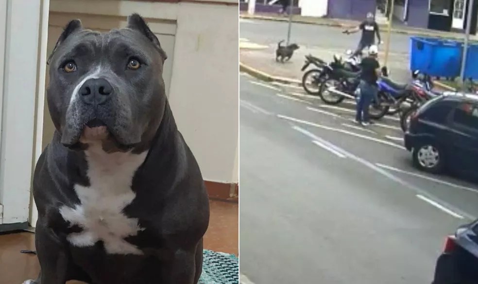 A cachorra Lalinha e o momento em que homem dispara contra ela