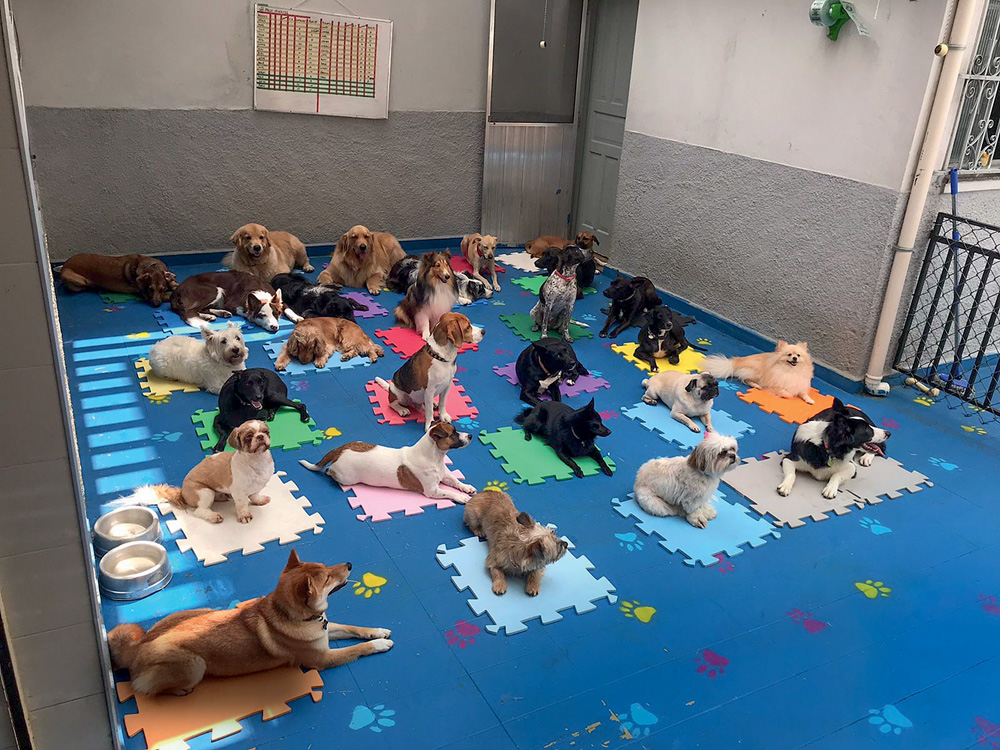 Cachorros de raças diversas deitados em uma tapete colorido