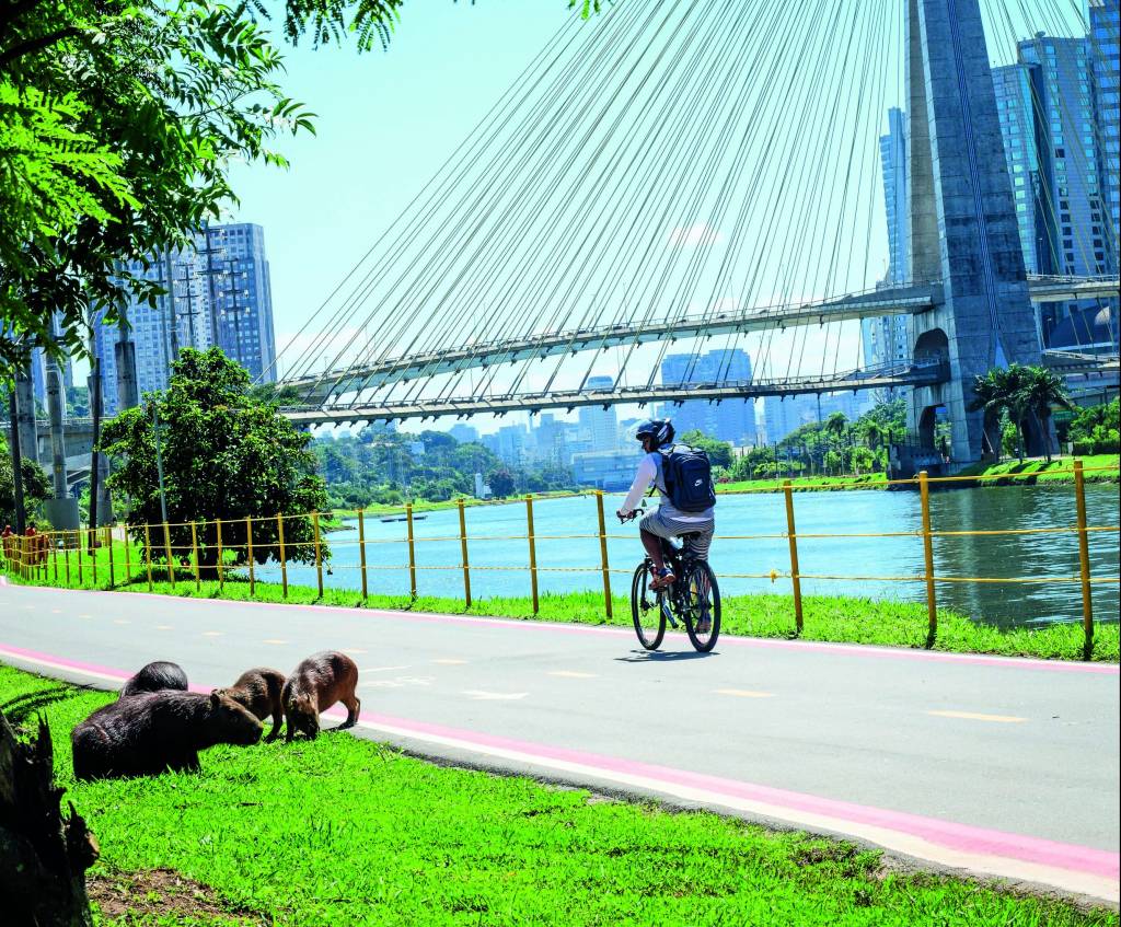 Ciclista passeia por ciclovia do Parque Bruno Covas, que será inaugurado em junho. Do lado direito, é possível ver o rio Pinheiros e do lado esquerdo, na grama, está uma família de capivaras. O dia está ensolarado e o céu bem azul