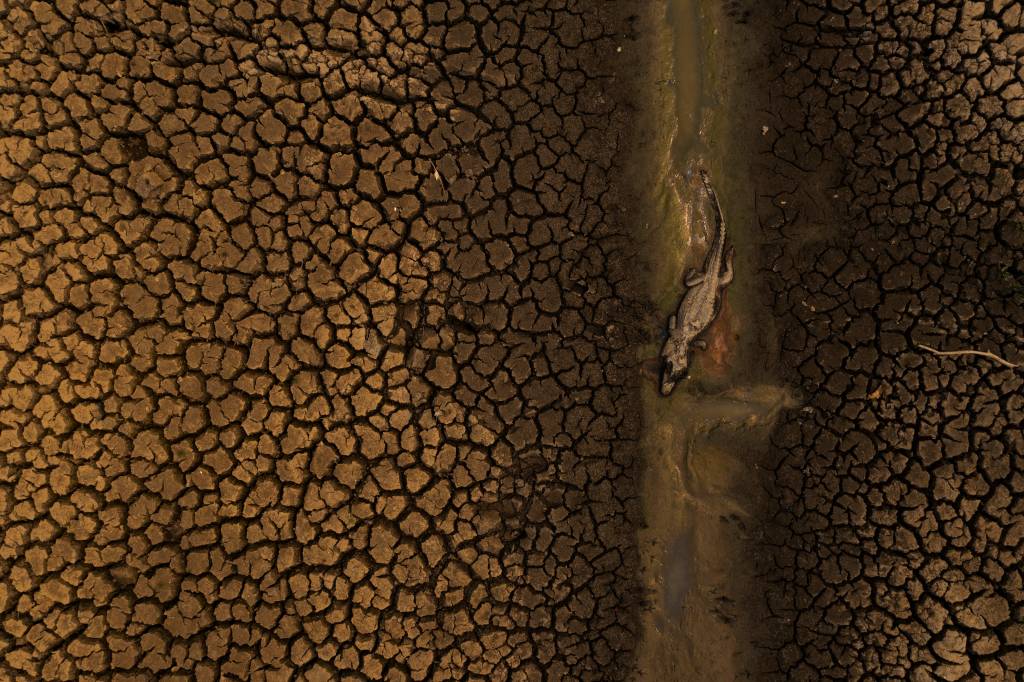 Imagem mostra terreno seco com jacaré morto em rio seco.