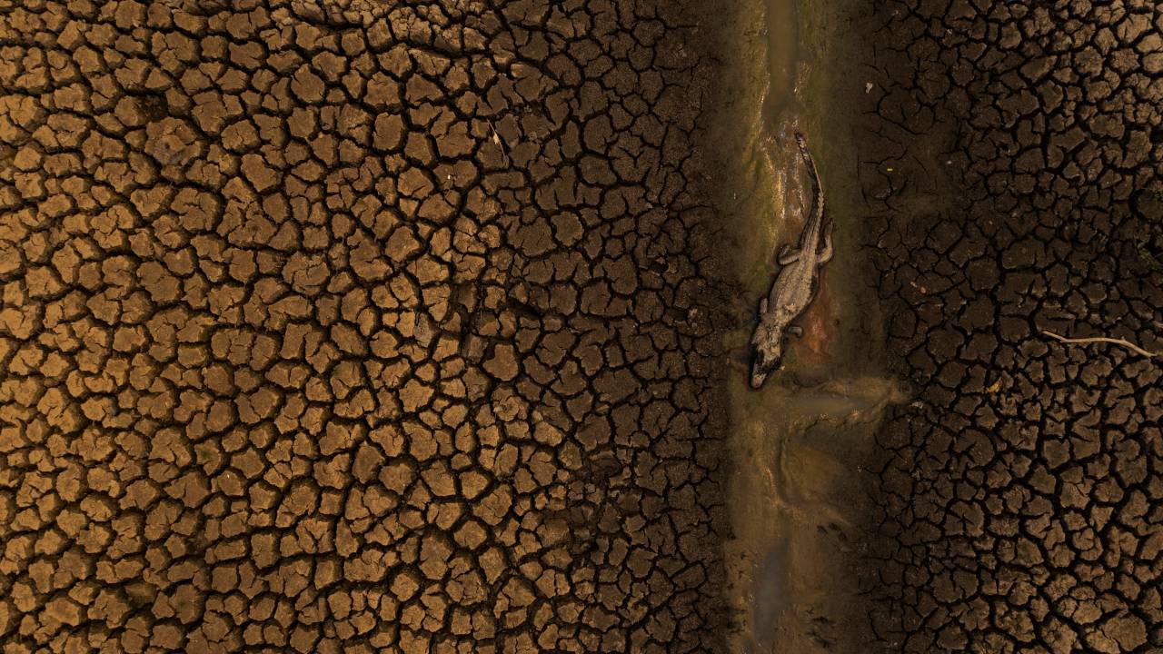 Imagem mostra terreno seco com jacaré morto em rio seco.
