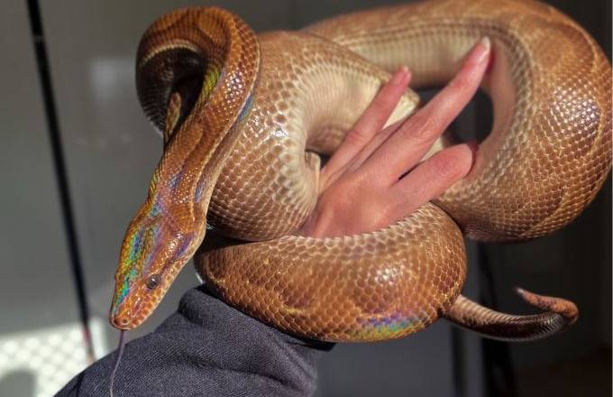 Cobra arco-íris 'mansa' chama a atenção em zoo nos EUA