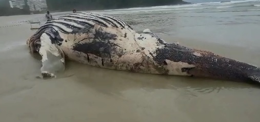 Vídeo: baleia jubarte é encontrada morta em praia do Litoral Norte