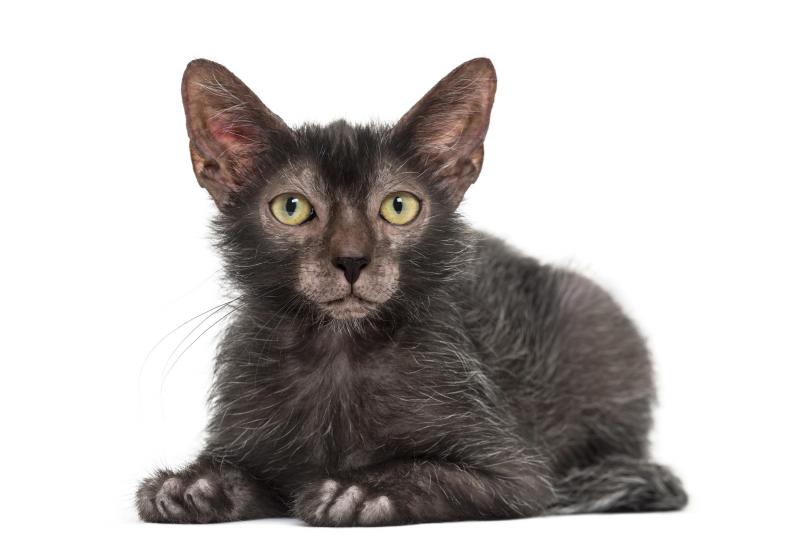 Gato da raça Lykoi, conhecido como "gato-lobisomem"