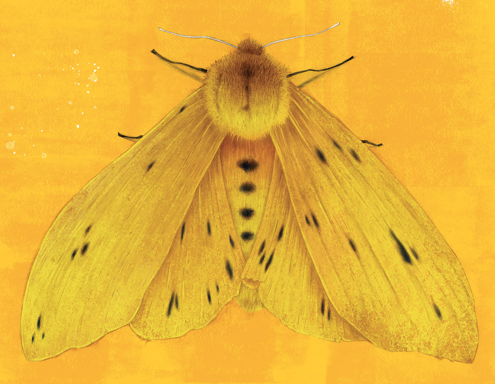 Ilustração de mariposa amarela em fundo amarelo mais escuro